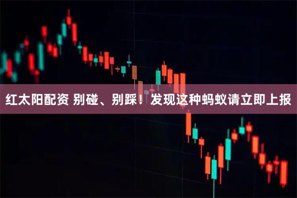 红太阳配资 别碰、别踩！发现这种蚂蚁请立即上报